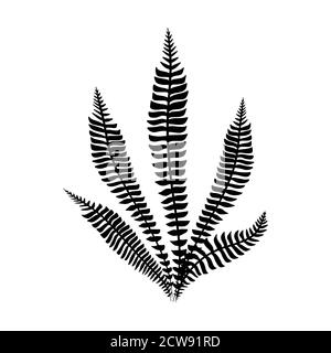 Fougères noires vecteur de feuilles. Noir sur blanc isolé. Feuille tropicale minimaliste. Tendance Botanical Outline. Illustration vectorielle Illustration de Vecteur