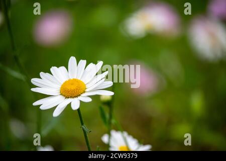 Une fleur Marguerite blanche Banque D'Images