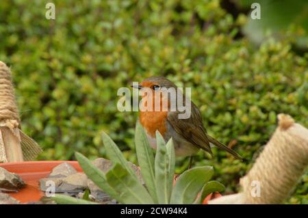Un robin européen perche sur un bain d'oiseau Banque D'Images