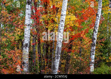 Trois bouleaux debout dans la forêt avec un feuillage d'automne brillant. Banque D'Images