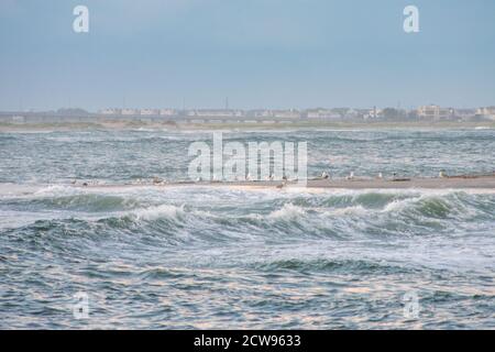 Une Flock de mouettes reposant sur une dune de sable à l'intérieur Eaux rugueuses Banque D'Images