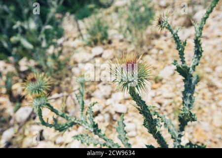 Cirsium vulgare fleur, la lance le chardon, chardon vulgaire, ou chardon commun, la floraison en été Banque D'Images