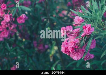 Vue rapprochée ou Nerium oleander rose fleur fleurs sur arbre. Beau fond floral coloré Banque D'Images