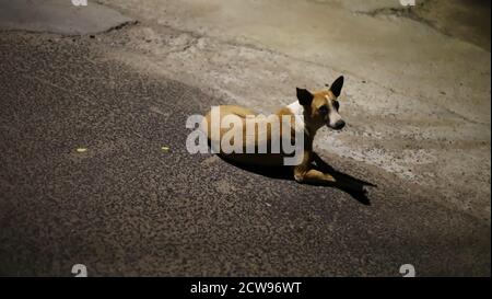Chien couché sur des rues vides Banque D'Images