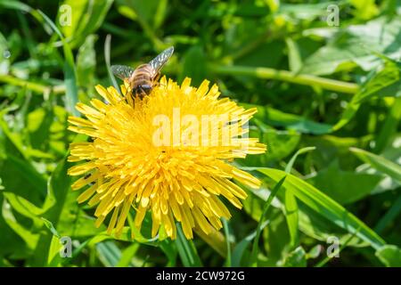 abeille sur la fleur de pissenlit jaune sur un fond vert d'herbe dans le jardin. Photo de haute qualité Banque D'Images