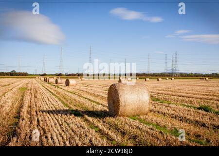 Champs de balles de paille prêtes à être récoltées après la mise en balles. Banque D'Images