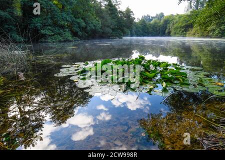 Plantes de nénuphars dans leur environnement, sur les eaux d'un étang Banque D'Images