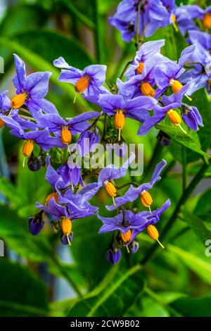 Macro de floraison de vigne bleu. Originaire du Chili Banque D'Images