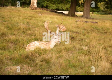 Deux dépôts rouges à Richmond Park, Londres. Banque D'Images