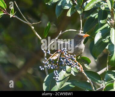 Oiseau de grive d'olive perché sur un arbre de sureau connu sous le nom Turdus olivaceus dans le jardin Banque D'Images