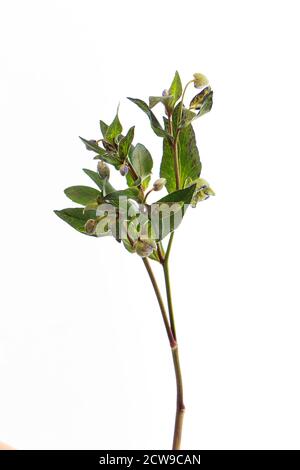 Branche d'isolat de fleur d'hellébore vert sur fond blanc, carte de voeux, foyer sélectif Banque D'Images