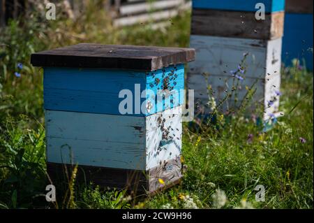 Les abeilles rampent à l'entrée de la ruche, famille d'abeilles. Les abeilles volent autour des ruches dans l'apilier. Banque D'Images