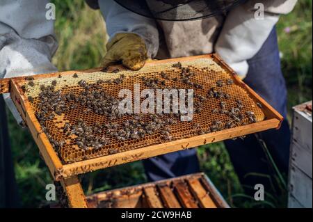 Vue rapprochée de la ruche ouverte montrant des cadres peuplés d'abeilles. Les abeilles de miel rampent dans une ruche ouverte sur nid d'abeilles bois en nid d'abeille faisant Banque D'Images