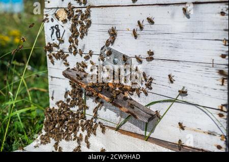 Abeilles sur le trou d'entrée de la ruche. Vol et retour. Banque D'Images
