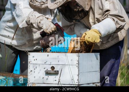 Gros plan de beekeeper fumant un nid d'abeilles ruche avec fumigation de fumée pour placer les cadres. Fumigation. Processus d'apiculture. Banque D'Images