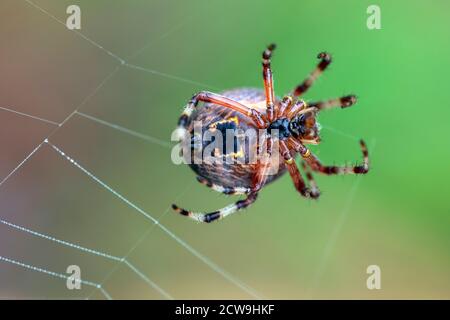 Vue ventrale de l'araignée Orb Weaver (Araneus sp.) - Blue Ridge Parkway, près d'Asheville, Caroline du Nord, États-Unis Banque D'Images