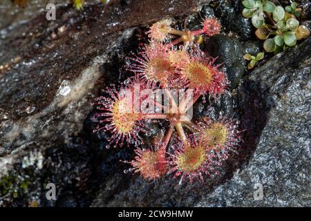 Plante de Sundew carnivore (Drosera sp.) - Blue Ridge Parkway, près d'Asheville, Caroline du Nord, États-Unis Banque D'Images