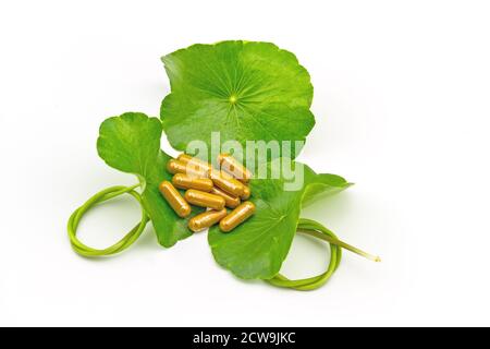 Vert asiatique (Centella asiatica ) et capsules de pilules jaunes sur fond blanc Banque D'Images