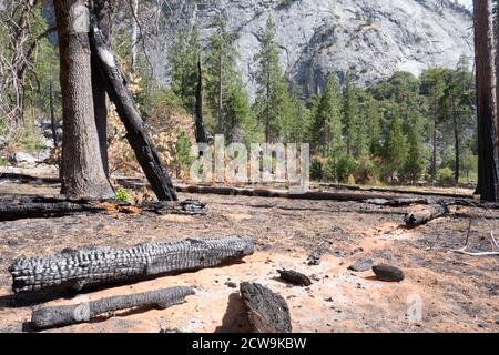 Arbres brûlés et tombés des feux de forêt dans Kings Canyon National stationnement Banque D'Images