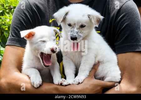 Pékin, Chine. 28 septembre 2020. Le 28 septembre 2020, un homme porte ses chiens d'animal de compagnie en attendant la vaccination gratuite contre la rage à Manille, aux Philippines. La Journée mondiale de la rage est célébrée le 28 septembre afin de sensibiliser les animaux de compagnie à la prévention de la rage. Crédit: Rouelle Umali/Xinhua/Alamy Live News Banque D'Images