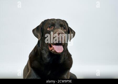 Chien de race avec cheveux noirs sur un portrait d'arrière-plan léger, gros plan, rogné Banque D'Images