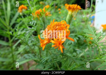 Marigold américain, Tagetes erecta, fleur jaune dans le jardin mise au point douce et arrière-plan flou, mise au point sélectivée, gros plan Banque D'Images