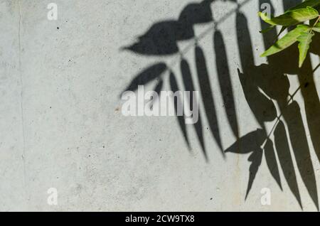 Ombres de feuilles oblongues sur un mur en béton gris. Arrière-plan multitâche. Copier l'espace. Mise au point en arrière-plan Banque D'Images