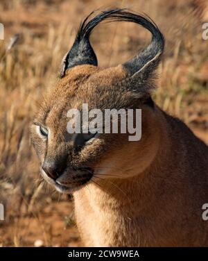 Caracal tdm son environnement pour l'alimentation Banque D'Images