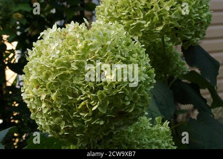 Hydrangea arborescens Incredible ou fort Annabelle blanc a corymbe. Hydrangea arborescens aux inflorescences vertes dans le jardin d'automne. Banque D'Images