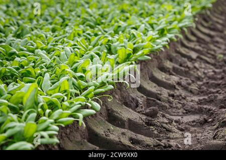 Épinards biologiques poussant dans un sol en serre. Concept de production agricole Banque D'Images