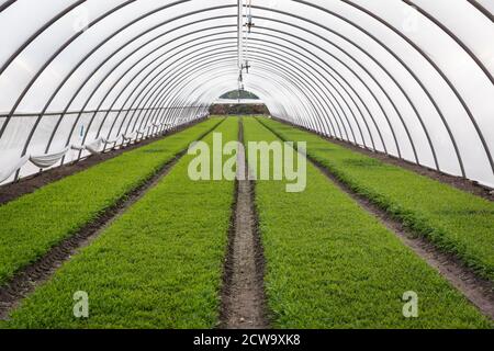 Arugula poussant dans un sol en serre. Concept de production agricole Banque D'Images