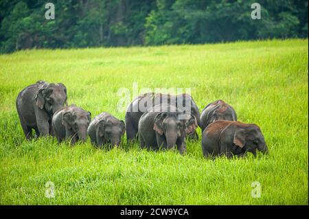 Un troupeau d'éléphants asiatiques se nourrissant sur la prairie verte le matin de la pluie. Parc national de Khao Yai, site du patrimoine mondial, Thaïlande. Banque D'Images