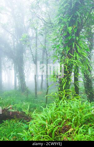 Paysage d'une forêt tropicale dans la brume, feuillage vert d'orchidée et plantes tropicales couvraient des branches et le tronc d'arbres sauvages. Banque D'Images