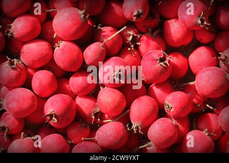 Fond de baies rouges hawthorn mûres Banque D'Images