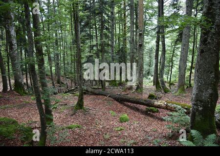 Forêt mixte de type primitif avec d'anciens conifères dans les montagnes calcaires de Styrie en Autriche. Banque D'Images