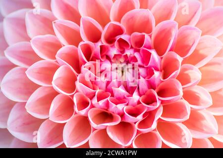 Belle macro d'une fleur de dahlia montrant la beauté naturelle et la passion des amoureux du jardin du printemps à l'été dans les parcs et les jardins Banque D'Images