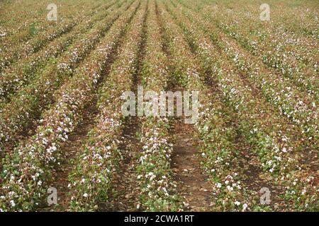 Plantation de coton à Puebla de Cazalla, Séville. Andalousie, Espagne Banque D'Images