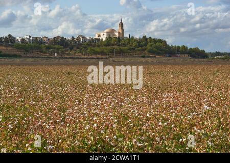 Plantation de coton à Puebla de Cazalla, Séville. Andalousie, Espagne Banque D'Images