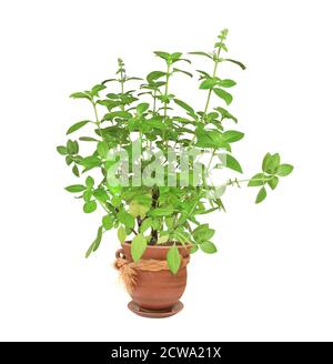 Branche de basilic de citron (basilic d'Hoary, Ocimum africanum) avec feuilles vertes. Branches de basilic thaïlandais au citron dans un pot de fleurs. Le Bush au basilic lao dans un pot de fleurs. Isol Banque D'Images