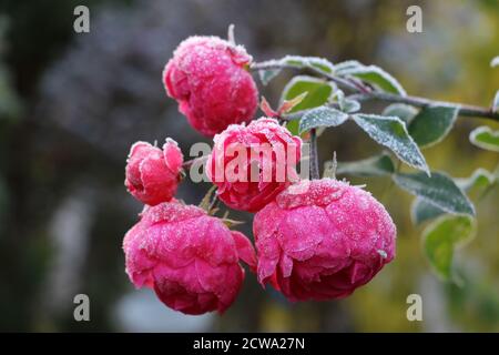 Pomponella rose au gel blanc Banque D'Images