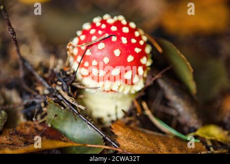 La mouche agarique ou mouche amanita champignon. Jeune spécimen. Banque D'Images