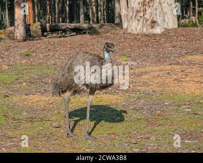 Un émeu émergeant d'une forêt dans le sud-ouest de l'Australie. Ils sont endémiques en Australie où c'est le plus grand oiseau indigène. Banque D'Images