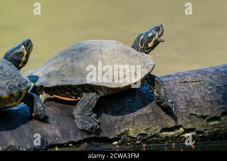 Tortue sur un arbre dans l'eau en rangée Banque D'Images