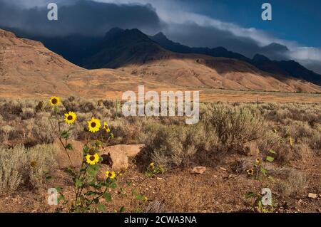 Tournesols à East Steen Road sous Steens Mountain, Alvord Desert, une partie du Great Basin Desert, Oregon, Etats-Unis Banque D'Images