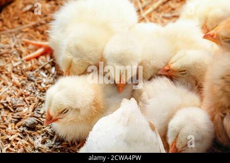 Poulet bébé dans une ferme de volaille Banque D'Images