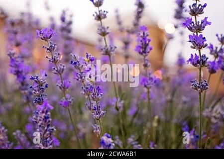 Fleurs de lavande en gros plan. Banque D'Images