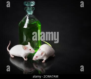 deux souris de laboratoire blanche à côté d'un bocal avec un liquide vert sur la surface en verre avec réflexion Banque D'Images