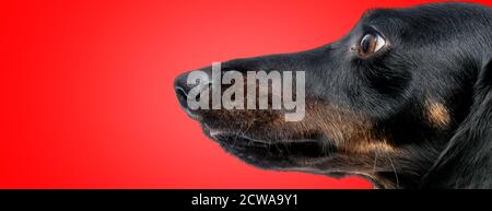 gros plan sur un adorable chien teckel avec une fourrure noire donnant sur un côté sur fond de studio rouge Banque D'Images