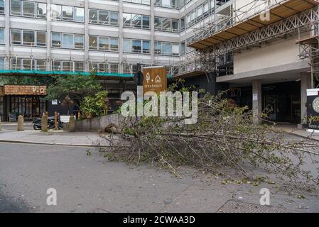 Les vents forts provoquent la chute d'un arbre à l'extérieur de l'hôtel Treehouse, Langham place, Marylebone, Londres, Angleterre, Royaume-Uni Banque D'Images