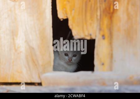 kitten regarde le monde à travers une fissure dans le porte Banque D'Images